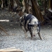 pig_hil_mb_h_0164_png1216.jpg